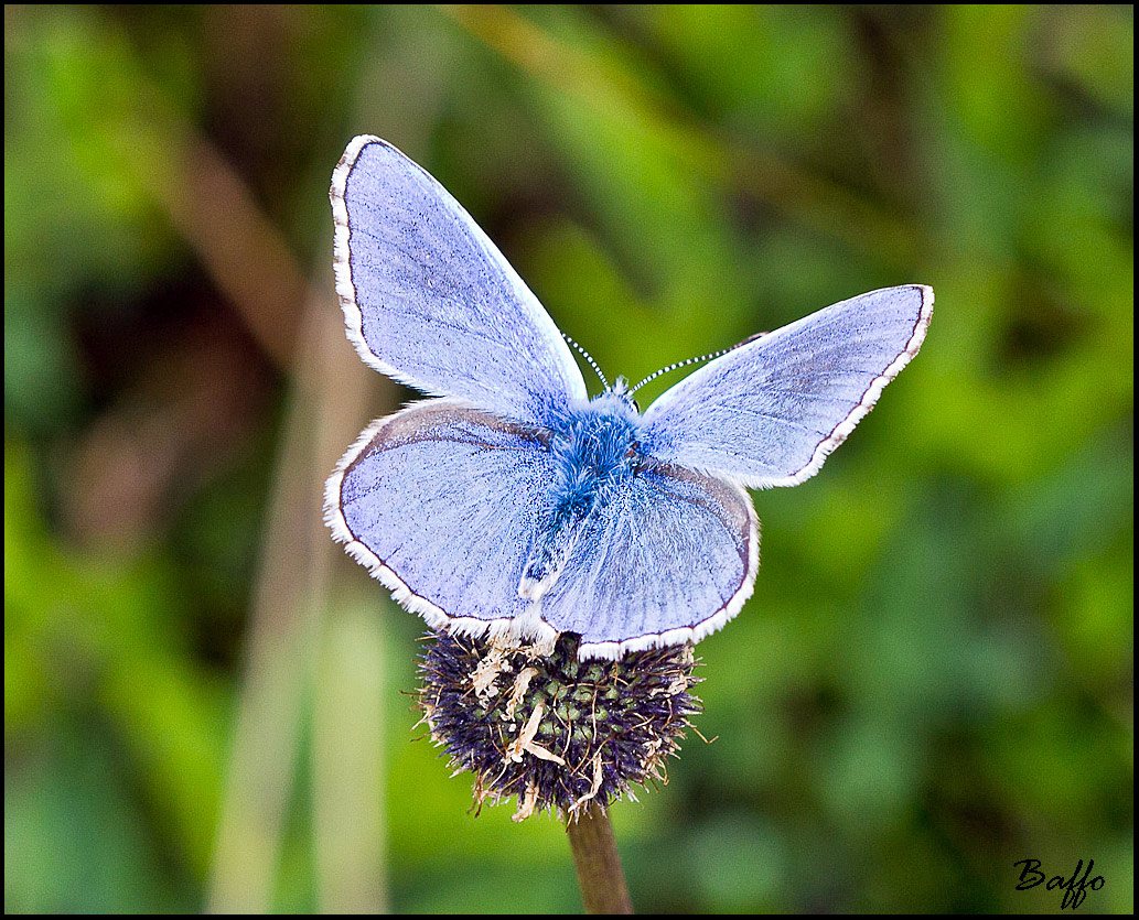 Lycaena bellargus?